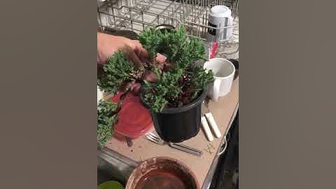 Juniper, nursery start, first bonsai tree