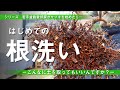 【初めての 根洗い・植え替え】　若手盆栽愛好家がサツキを始めたら・・・