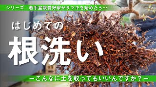 【初めての 根洗い・植え替え】　若手盆栽愛好家がサツキを始めたら・・・