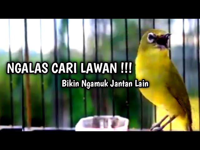 Burung Pleci Gacor Ngalas Nembak Nyari Lawan class=