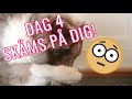 DAG 4 av 30 - LÄR HUNDEN SKÄMMAS - TIPS OCH TRICKS