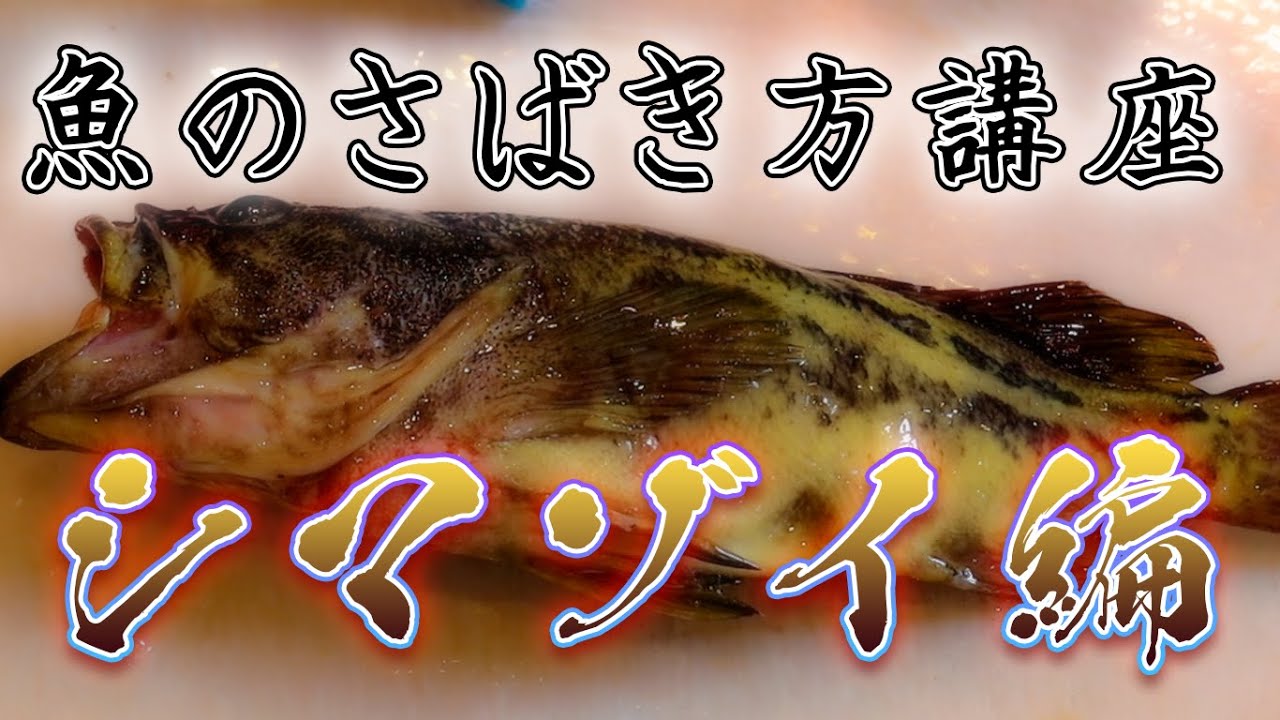 魚のさばき方講座 シマゾイの刺身の作り方 三枚おろし Youtube