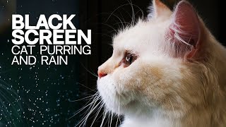 Cat Purring And Rain With Black Screen | Cat Purring ASMR & Rain for Sleep & Dark screen | 3 Hours |