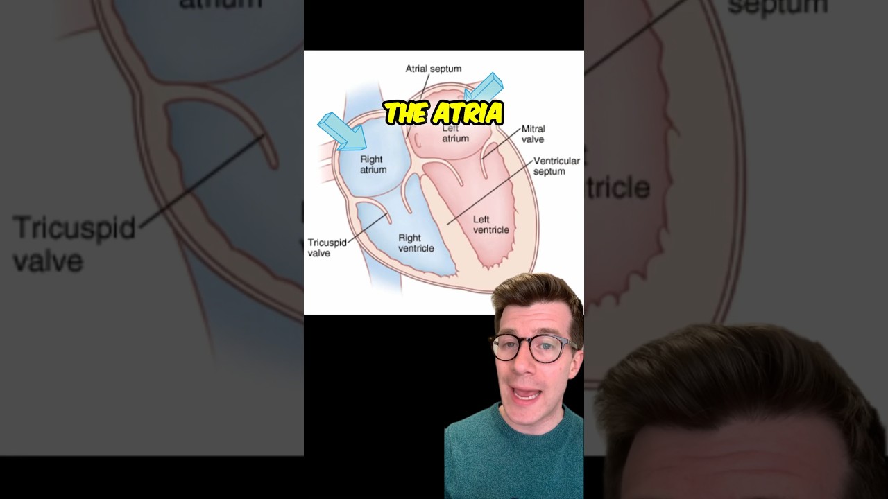 Atrial Fibrillation: Symptoms, diagnosis and treatment 