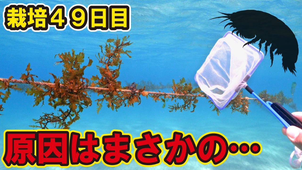 順調だった海藻が突然枯れ始めた！原因はまさかの…アレ！？【海藻栽培４９日目】