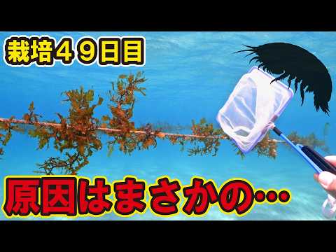 順調だった海藻が突然枯れ始めた!原因はまさかの…アレ!?【海藻栽培49日目】