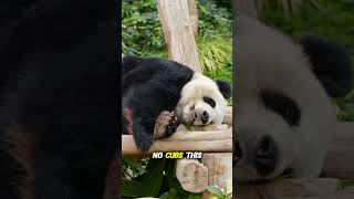 Nature’s Cutest Mistake?🐼