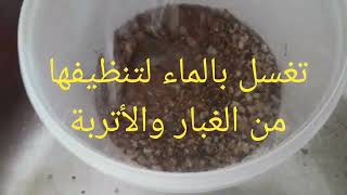 انتبه قبل استخدامك لهذه العشبة(عشبة رجل الحمام)