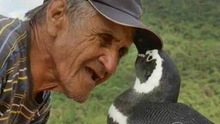 Penguin Returns Every Year To Visit The Brazilian Man who Saved His Life