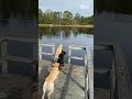 Scout didn’t move 😂 #afv #funnyvideo #shorts