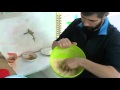 La cría de canarios (como hacer pasta de crías económica )