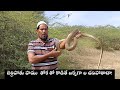Indian ratsnake non venomous snake rescue gonegandla village contact number 9966333589