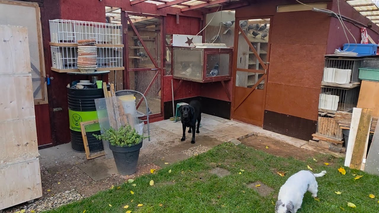 Meine Tauben am 17.11.25