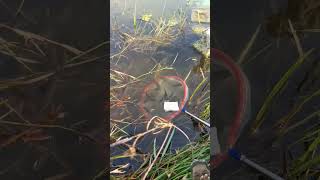 Parte 82, pesca con la rete ad anello.