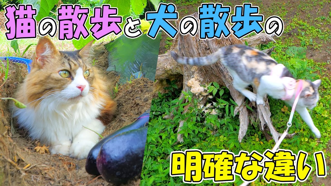 Here's How Walking a Cat Is Different from Walking a Dog🐱🐶 - YouTube