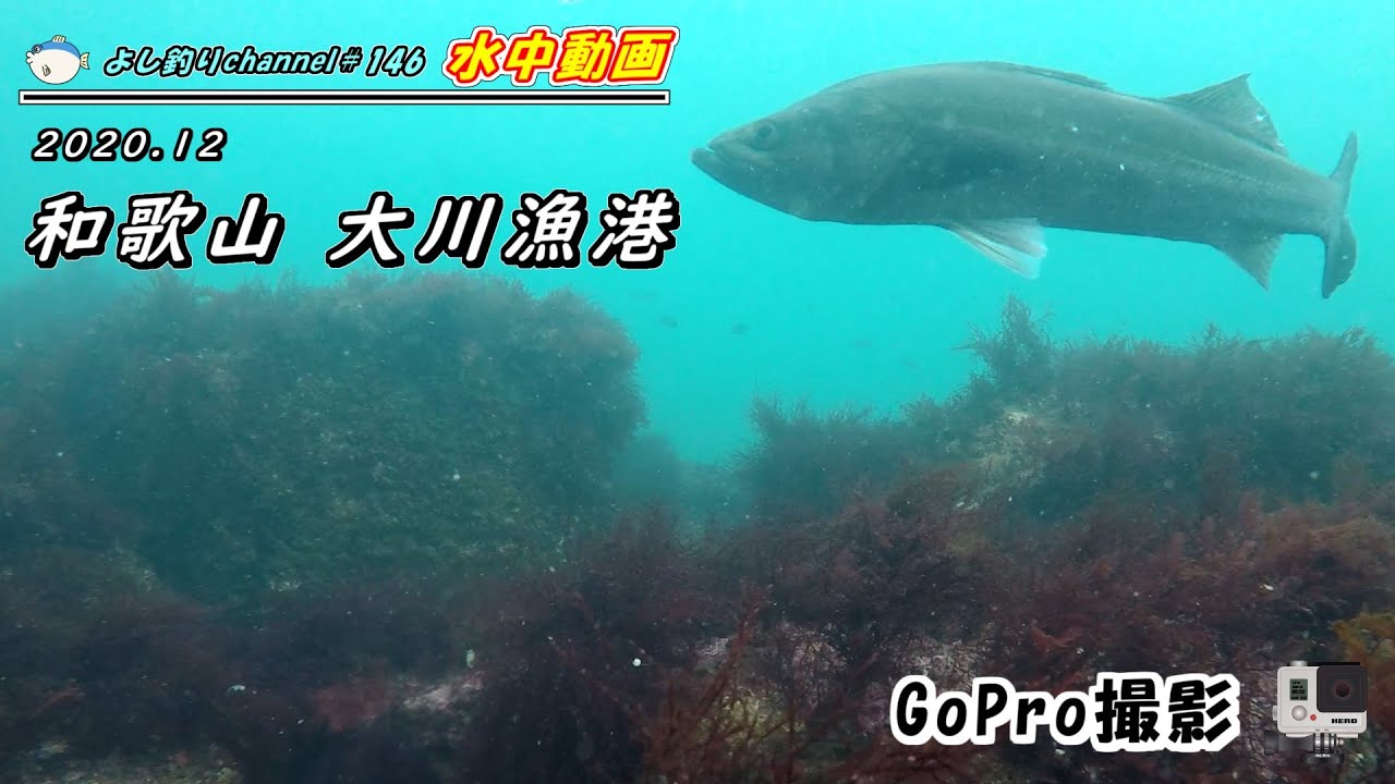 146 和歌山 大川漁港 釣り場の水中映像 Gopro撮影 Youtube