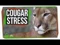 Cougar Stress: SciShow Talk Show