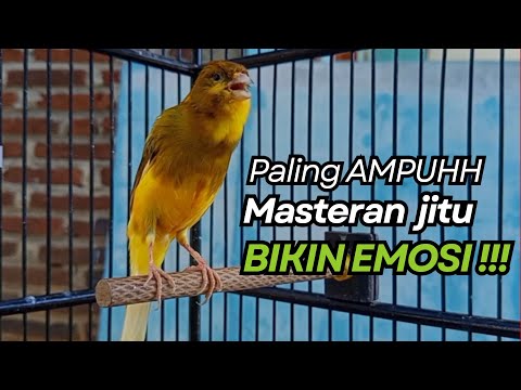 Kenari gacor nonstop 5 jam