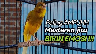 KENARI GACOR Cuit CUIT BIRAHI UNTUK PANCINGAN \u0026 MASTERAN Kenari PAUD AGAR BUNYI