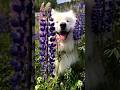 He&#39;s perfect 🥰 Video by @wanderlust_samoyed follow him on IG! #samoyed #samoyeds #dog #dogs #pets