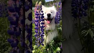 He&#39;s perfect 🥰 Video by @wanderlust_samoyed follow him on IG! #samoyed #samoyeds #dog #dogs #pets