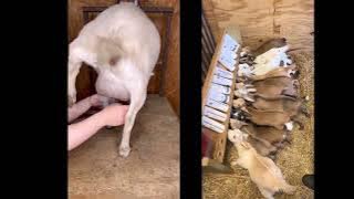 Goat Milking   Cute Kids Drinking Milk from Feeder – Heartwarming Moment