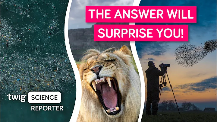 What Do Animals Find Scarier: Humans or Hungry Lions?