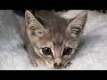 保護子猫リロの病院の診断結果とこれからのこと
