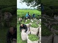 برداشت چای در گیلان ایران 