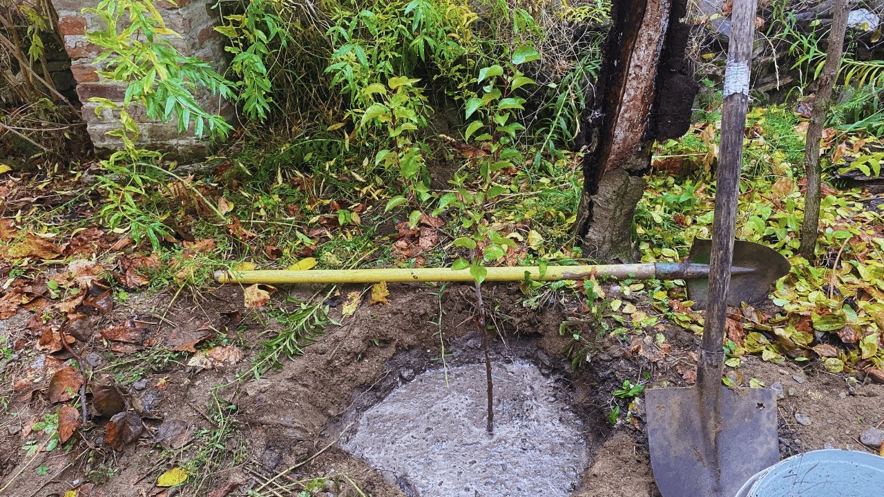 Fidan Dikimi Rehberi: Perfect Red Kayısı Fidanı ve Fidan Dikmenin Püf Noktaları