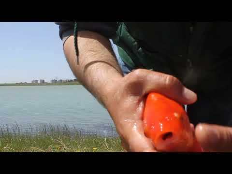 \" ოქროს თევზი \u0026 დაბნეულ-გულწფელ-ემოციური სამი სურვილი \"  თევზაობა #თბილისისზღვა