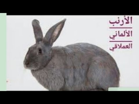 فيديو: نزيف الأنف - الأرانب