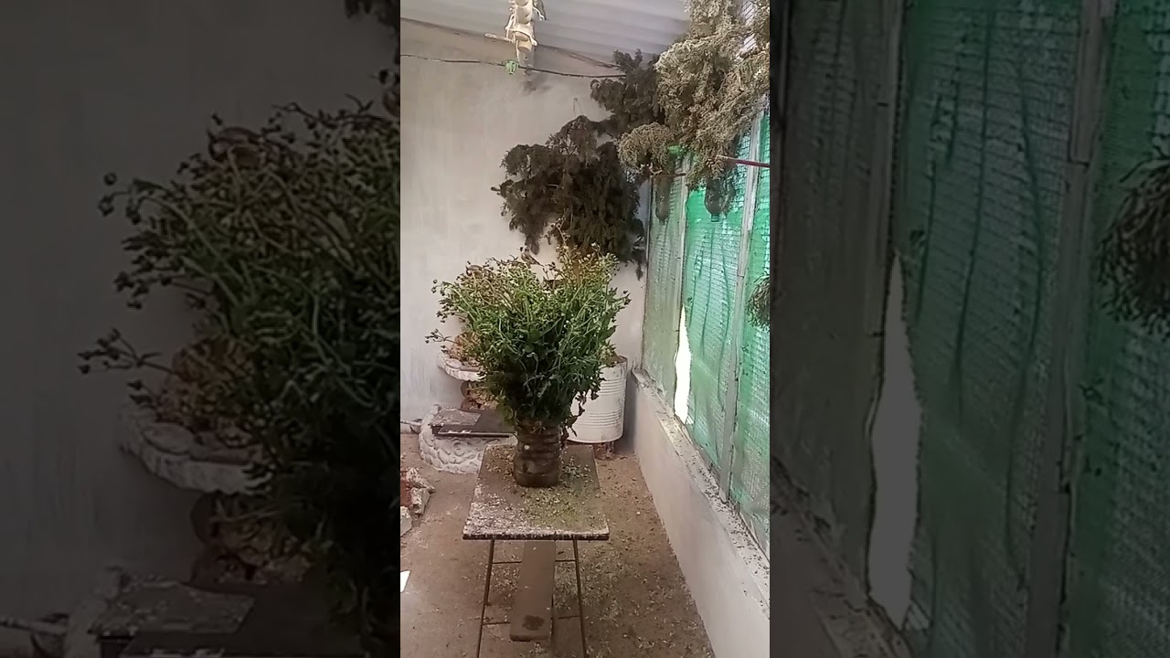 يجب تدعيم الطيور بالغذاء الطبيعي في الوقت الحالي خاصة نبتةالتيفاف صح فطوركم.