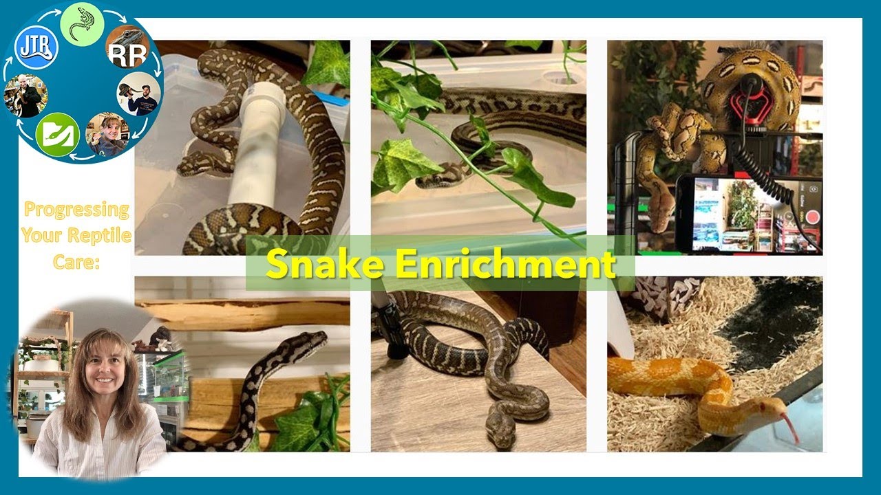 Progressing Your Reptile Care: Snake Enrichment