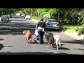 Austin Dog Trainer - reactive or aggressive dog training Austin Dog Trainer - reactive or aggressive dog training