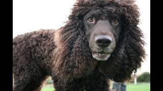 12 Pros and Cons of Owning an Irish Water Spaniel