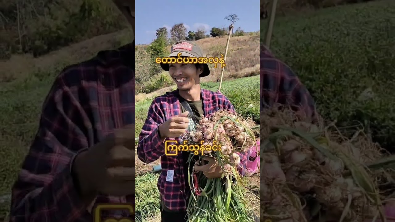 မဲဆောက်တစ်နေရာ တောင်ယာအလှနဲ့ ကြက်သွန်ခင်း❤️❤️