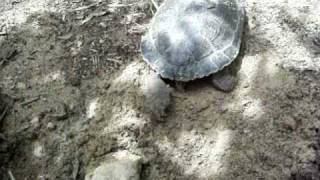 Deposizione Uova Tartaruga Dacqua Parte 4
