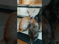 Rosy and Blacky waiting for food #funnycatwalk #catfunny