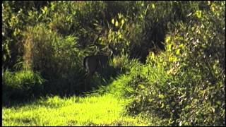 SAVOR INDIANA Peaceful PULASKI COUNTY Part 1 of 6 - Overview