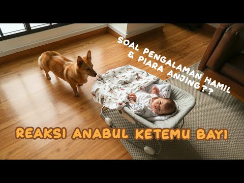 Video: Kehamilan, Bayi, dan Anjing Keluarga