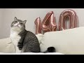 【祝】140万人突破ライブ配信!