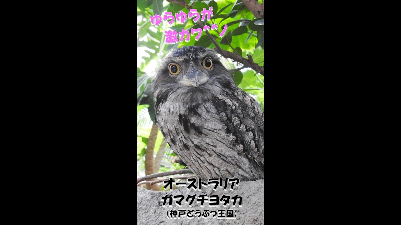 ゆらゆらがたまらなく可愛い オーストラリアガマグチヨタカ 神戸どうぶつ王国 Youtube ゆらゆらがたまらなく可愛い オーストラリアガマグチヨタカ 神戸どうぶつ王国 Youtube