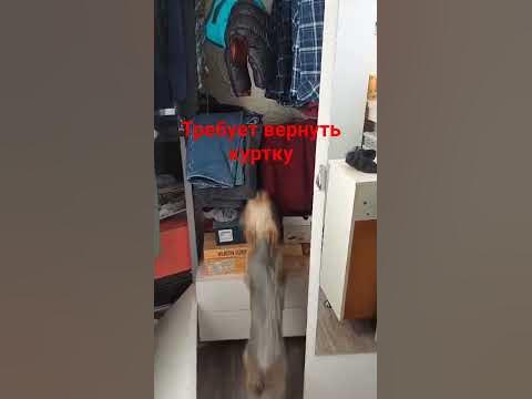 ,Бандик жадина . - YouTube