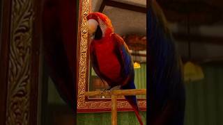 This Parrot Has A Potty Mouth #tjfurr #shorts