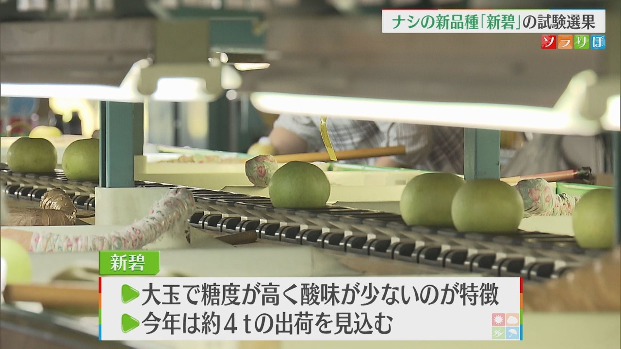 ⚠️りんごちっぷ⚠️茨城県産　梨/甘ひびき　家庭用/3キロ　⭐︎希少品種 YouTube