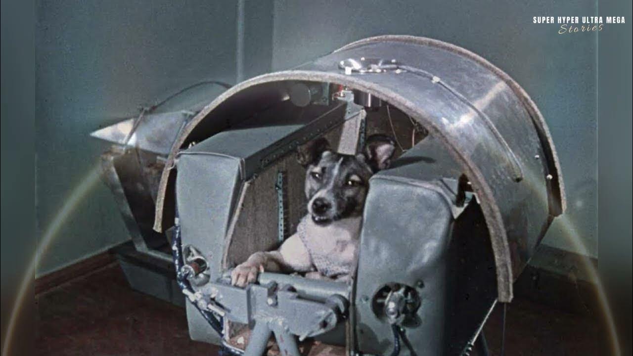 Laika a soviet space dog who was one of the first animals in space and