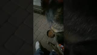 Food Aggression in Dogs - How to avoid food aggression during feeding - Danersk9