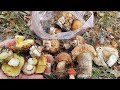 За грибами. Маслята наконец то полезли и другие грибы тоже. Грибы 2025.