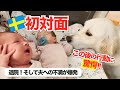 【新生児】やっと退院！そして、初めて赤ちゃんに会った愛犬がとった行動に驚愕！